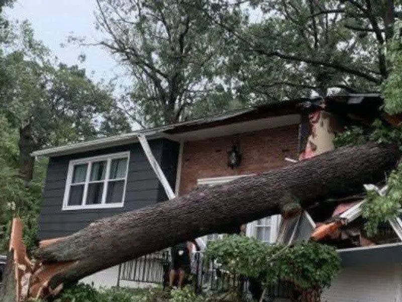 Tree removal job near Beltsville, MD