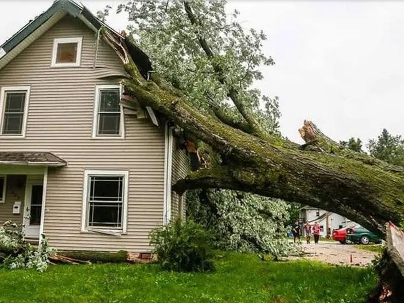 Tree removal job near Bethesda, MD