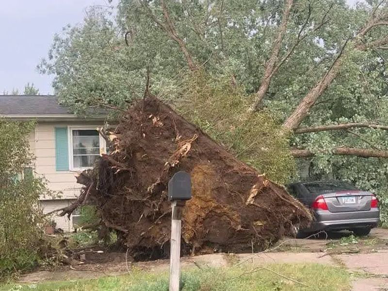 Tree removal job near Chevy Chase, MD