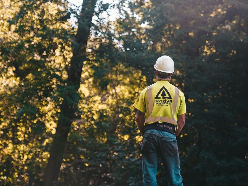 Tree removal job in the Four Corners neighborhood of Silver Spring