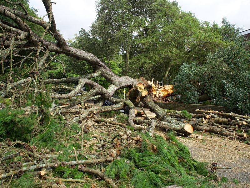 Tree removal job near Gaithersburg, MD