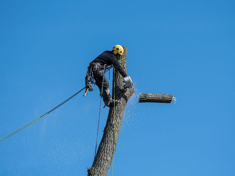 Tree removal job in the Kemp Mill neighborhood of Silver Spring